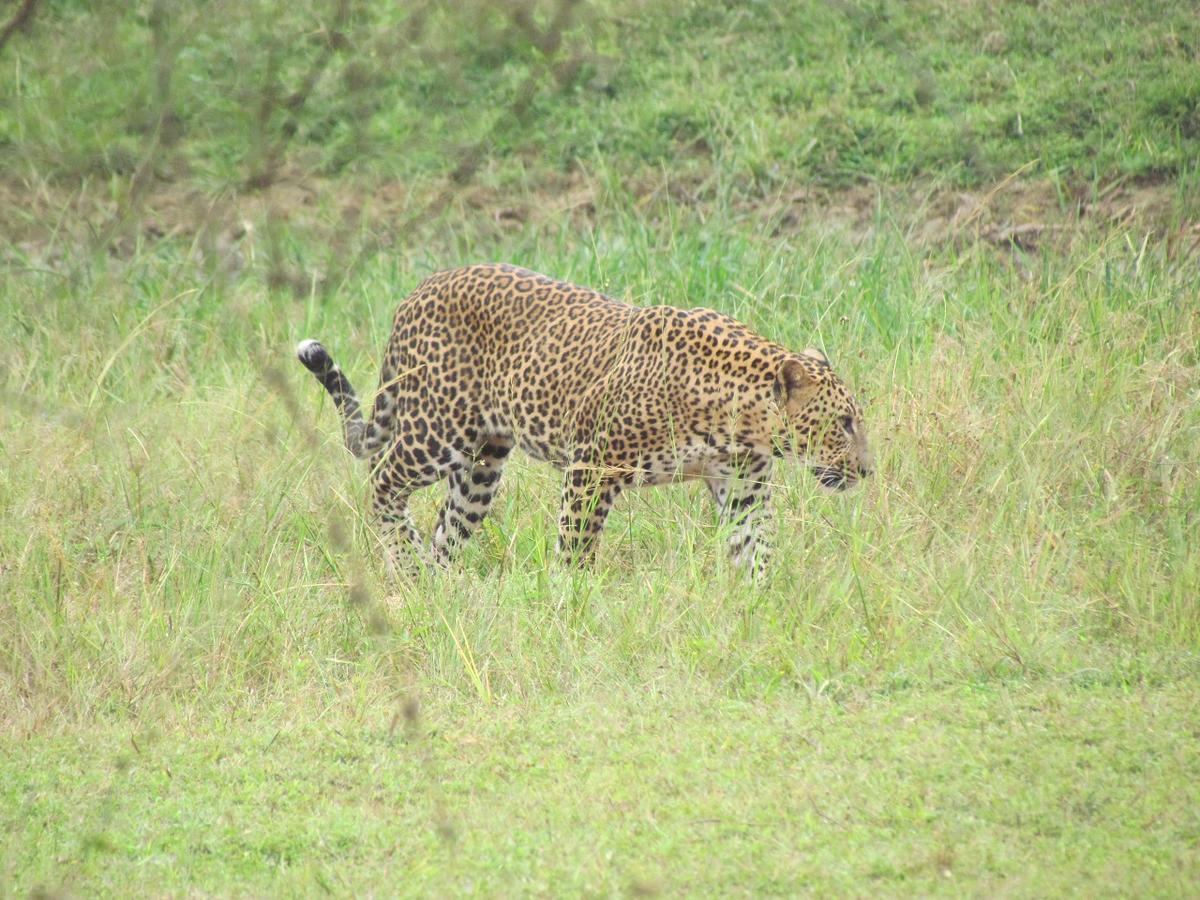 Castle Resort Yala Tissamaharama Esterno foto