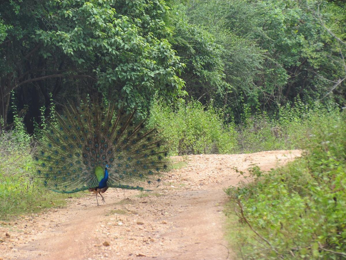 Castle Resort Yala Tissamaharama Esterno foto
